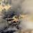 Ninox Profile