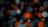 Ninox Profile